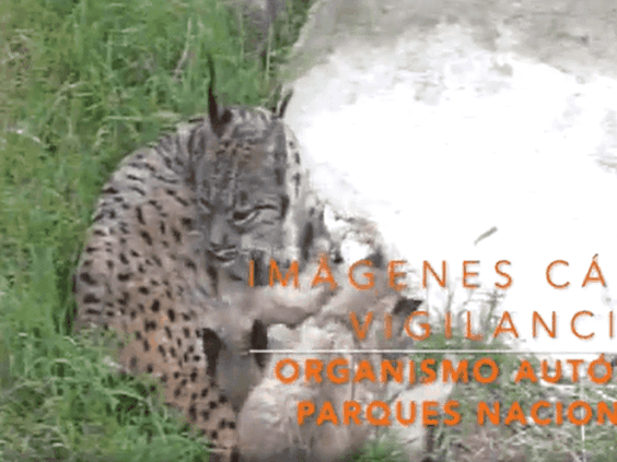 pantallazo-lince