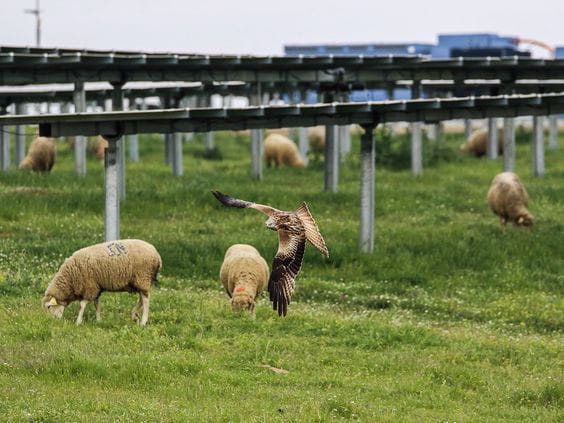 milano-real-planta-de-solanilla-trujillo-frv