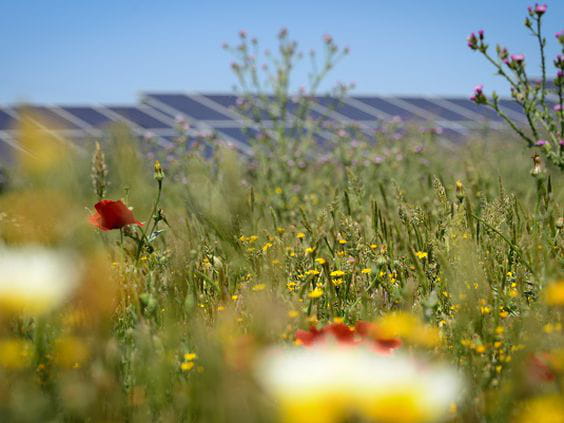 El proyecto fotovoltaico de Safarich obtiene el Certificado UNEF de Excelencia para la Sostenibilidad y la conservación de la Biodiversidad