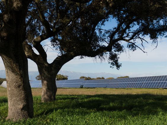 Talayuela Solar, distinguida con el Certificado UNEF de Excelencia para la Sostenibilidad y la conservación de la Biodiversidad