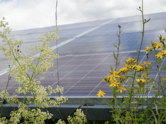 Tu proyecto solo será viable si lo entiende y comparte el entono local