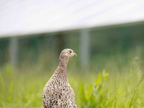 El proyecto Erasmo, de la empresa Soto Solar, obtiene el Sello de Excelencia para la Sostenibilidad de UNEF por sus buenas prácticas de integración ambiental y social