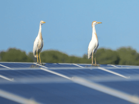 Comentario de UNEF a la propuesta de la Comisión Europea a la reforma del mercado eléctrico en relación a la energía fotovoltaica
