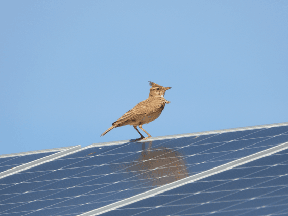 Los proyectos de energía solar en suelo son una doble oportunidad para la biodiversidad