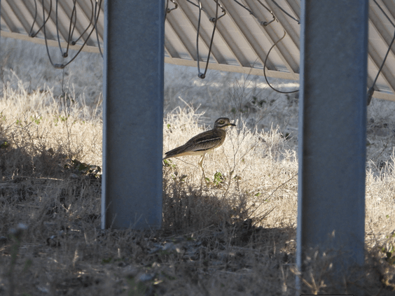 El sector de la energía solar empleó en 2022 a 197.383 personas en España, el doble que en 2021