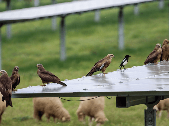 Dos plantas solares de IASOL reciben el Sello de Excelencia para la Sostenibilidad 2023 de UNEF