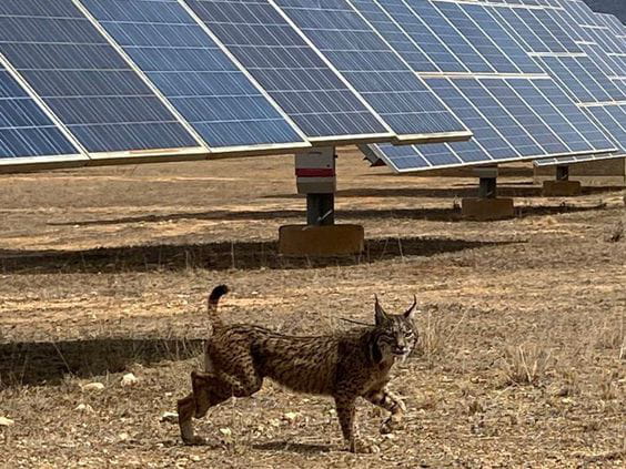 Al menos 8 especies del Catálogo Español de Especies Amenazadas habitan en plantas de energía solar en suelo