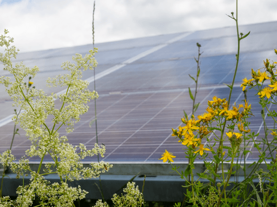 Iberdrola recibe el Sello de Excelencia para la Sostenibilidad 2023 de UNEF por el proyecto Llanos Pelaos III, primero en Canarias