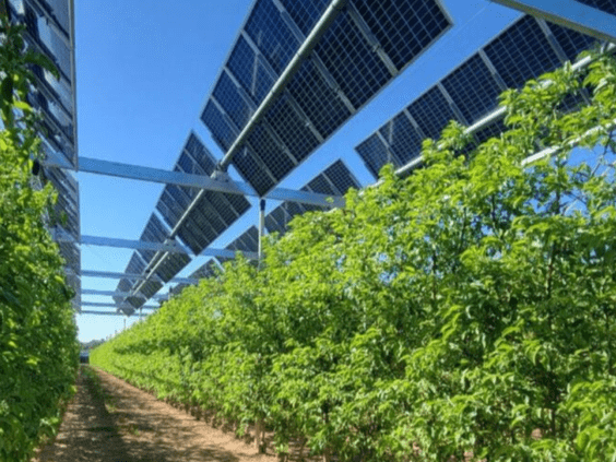 UNEF y APREN organizan la jornada conjunta “Agrovoltaica en la Península Ibérica: Innovación para un Futuro Sostenible”