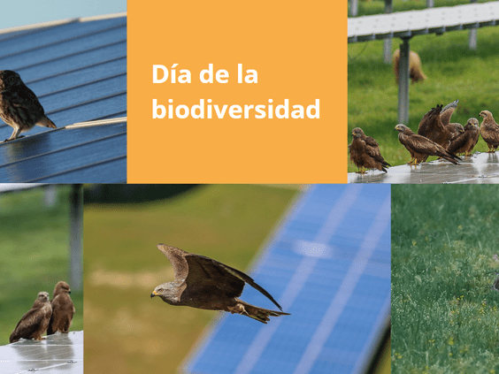 22 de mayo: Día de la biodiversidad