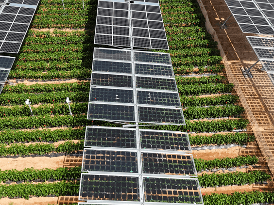 Murcia consolida su liderazgo en agrovoltaica: proyectos reales, conocimiento y una agenda que marca el rumbo