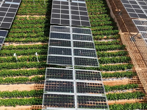 UNEF analizará las oportunidades de la agrovoltaica el 3 de diciembre en Murcia