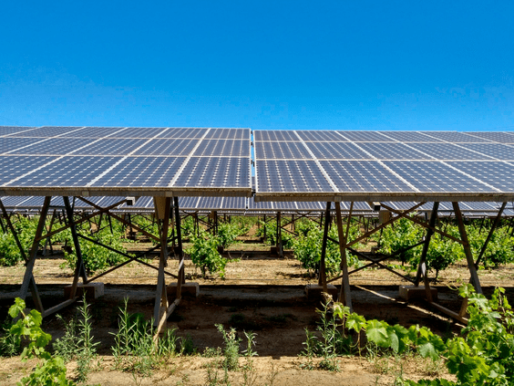 Valfortec apuesta por la agrovoltaica  en sus proyectos, la renovable más  sostenible y respetuosa