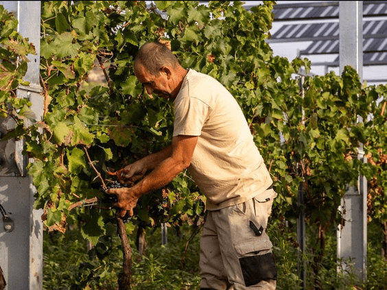 Barcelona acoge este miércoles una jornada sobre las oportunidades y casos de éxito de la agrovoltaica