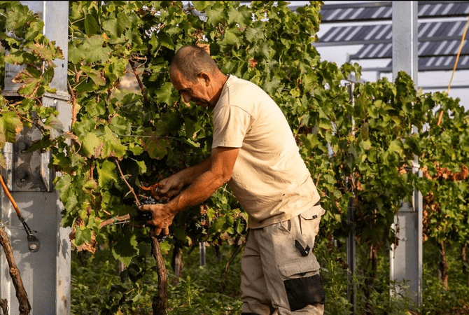 Barcelona acoge este miércoles una jornada sobre las oportunidades y casos de éxito de la agrovoltaica