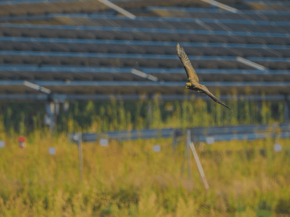 Los parques solares, aliados de la biodiversidad
