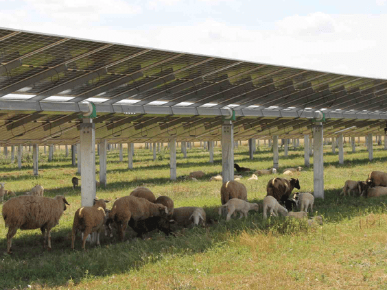 Pastores, cortafuegos, vehículos especializados: así se preparan las plantas solares de Endesa para las olas de calor