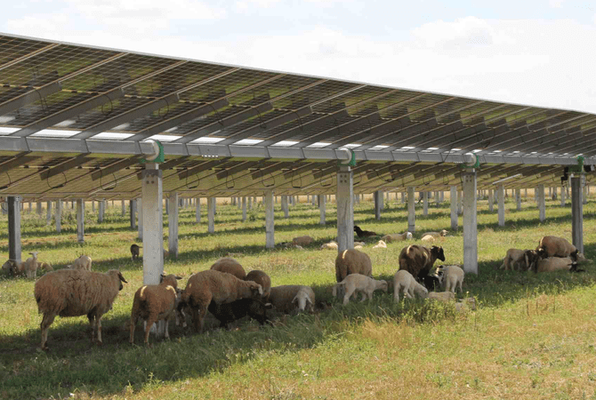 Pastores, cortafuegos, vehículos especializados: así se preparan las plantas solares de Endesa para las olas de calor